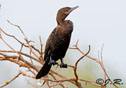 Phalacrocorax brasilianus